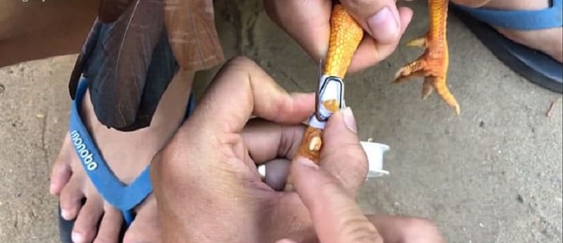 Các Phương Pháp Lên Cựa Gà Khác Nhau