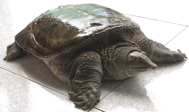 Ý Nghĩa Chi Tiết Theo Từng Tình Huống