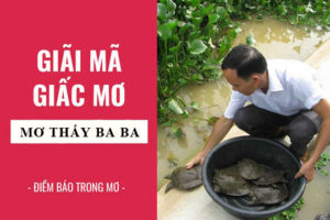 Nằm Mơ Thấy Con Ba Ba Có Ý Nghĩa Gì?