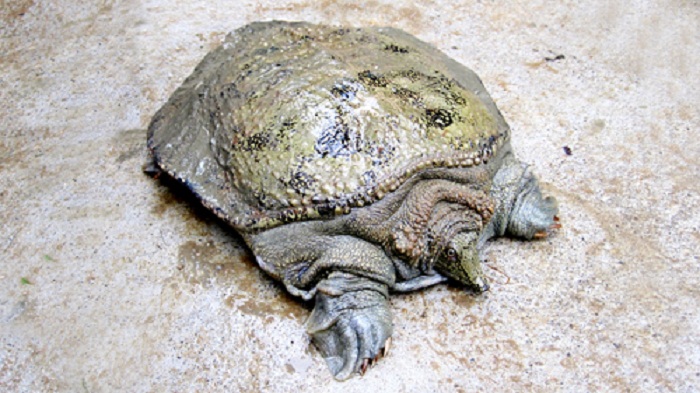 Mơ Thấy Bị Con Ba Ba Cắn