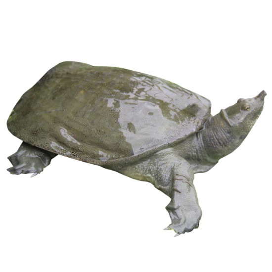 Mơ Thấy Ba Ba Trên Cạn