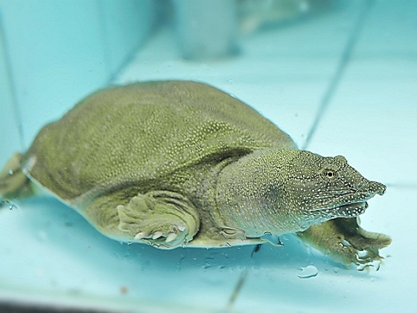 Mơ Thấy Ba Ba Dưới Nước