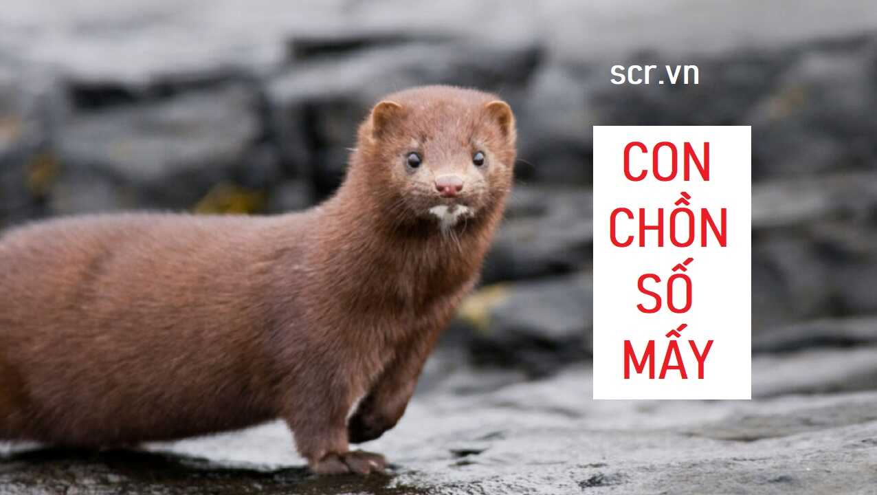 Ý Nghĩa Theo Màu Sắc Và Kích Thước Con Chồn