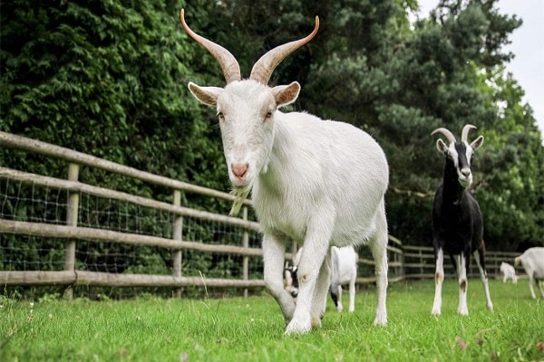 Ý Nghĩa Theo Giai Đoạn Phát Triển