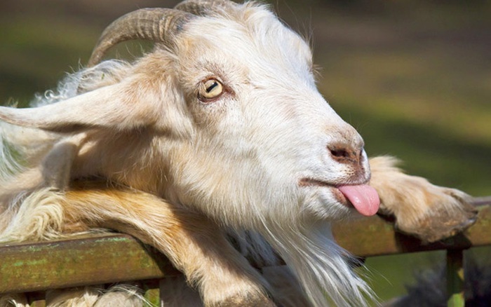 Ý Nghĩa Theo Hành Vi Của Con Dê