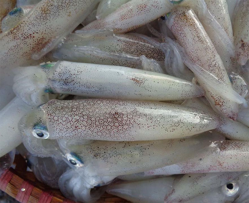 Mơ Thấy Nhiều Mực