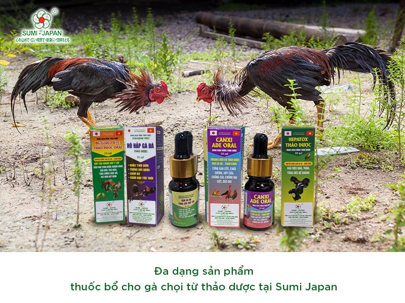 Top 8 Loại Thuốc Bổ Cho Gà Đá Cựa Sắt Tốt Nhất